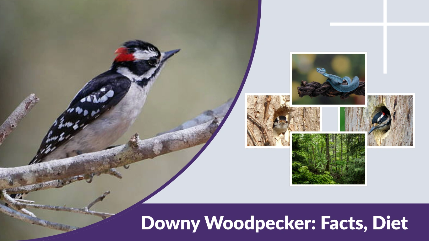 Downy Woodpecker: Facts, Diet, and Nesting Habits