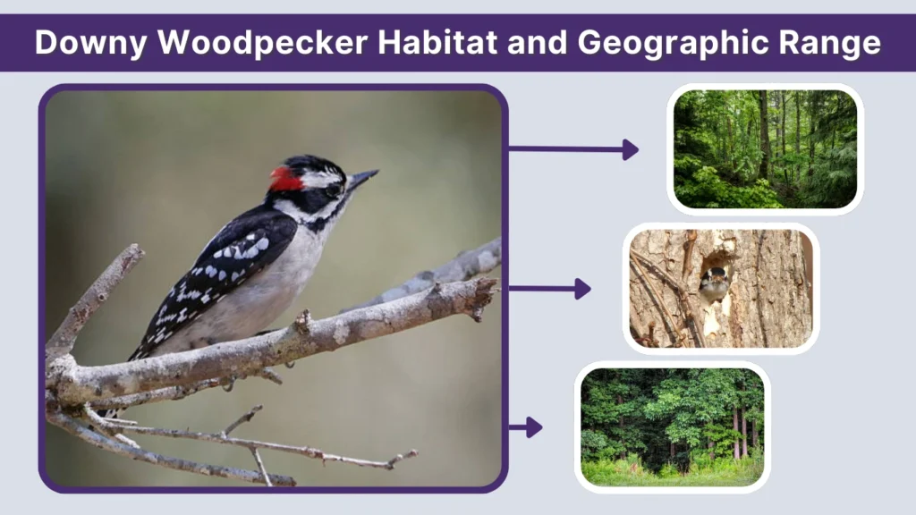 Downy Woodpecker Habitat and Geographic Range