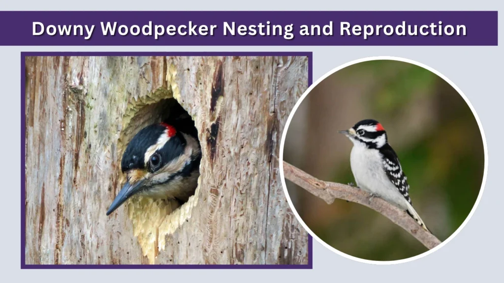 Downy Woodpecker Nesting and Reproduction
