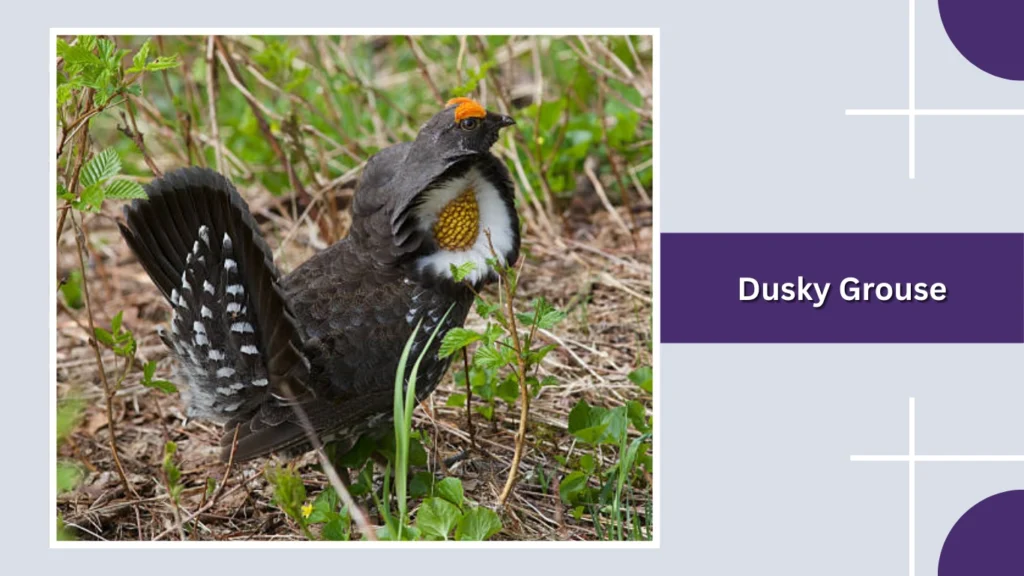 Dusky Grouse