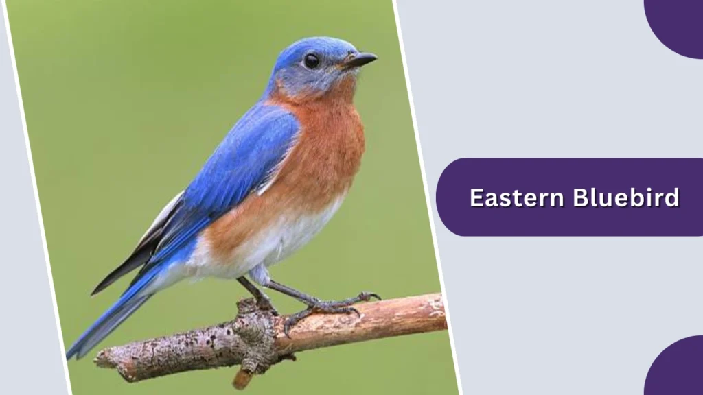 Eastern Bluebird