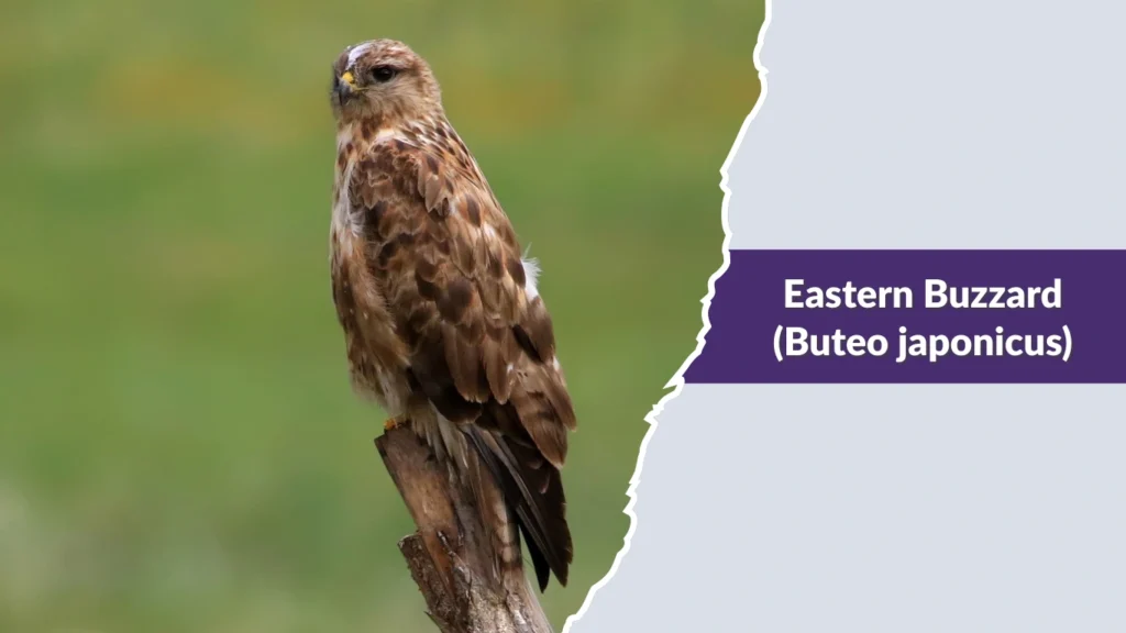 Eastern Buzzard (Buteo japonicus)