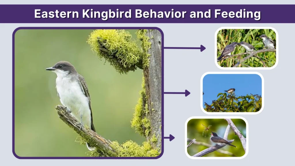 Eastern Kingbird Behavior and Feeding