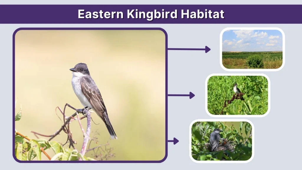 Eastern Kingbird Habitat