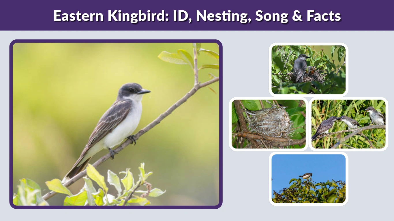Eastern Kingbird ID, Nesting, Song & Facts
