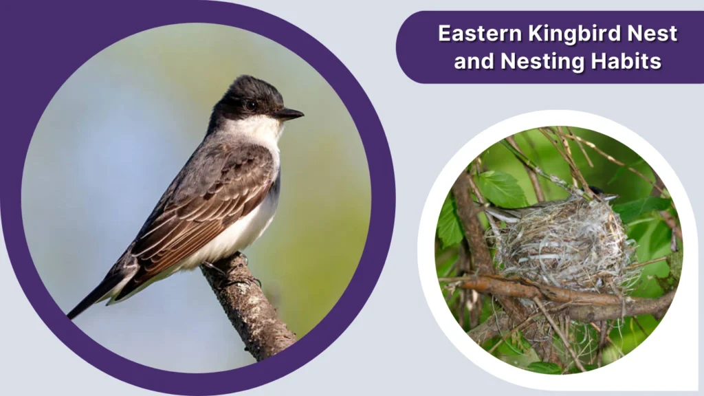 Eastern Kingbird Nest and Nesting Habits