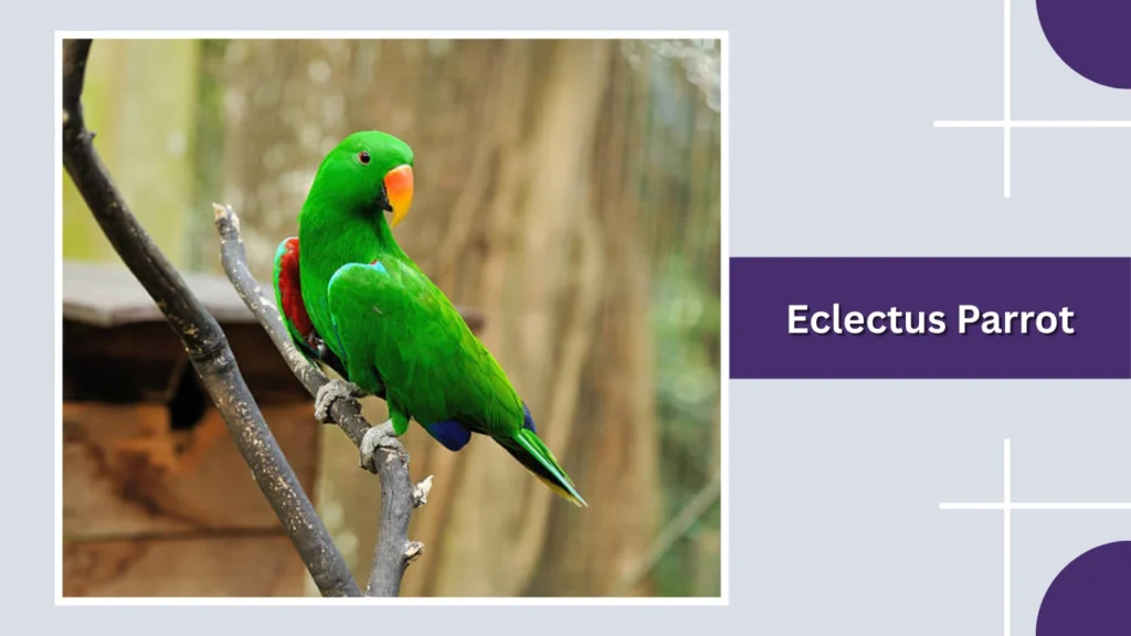 Eclectus Parrot