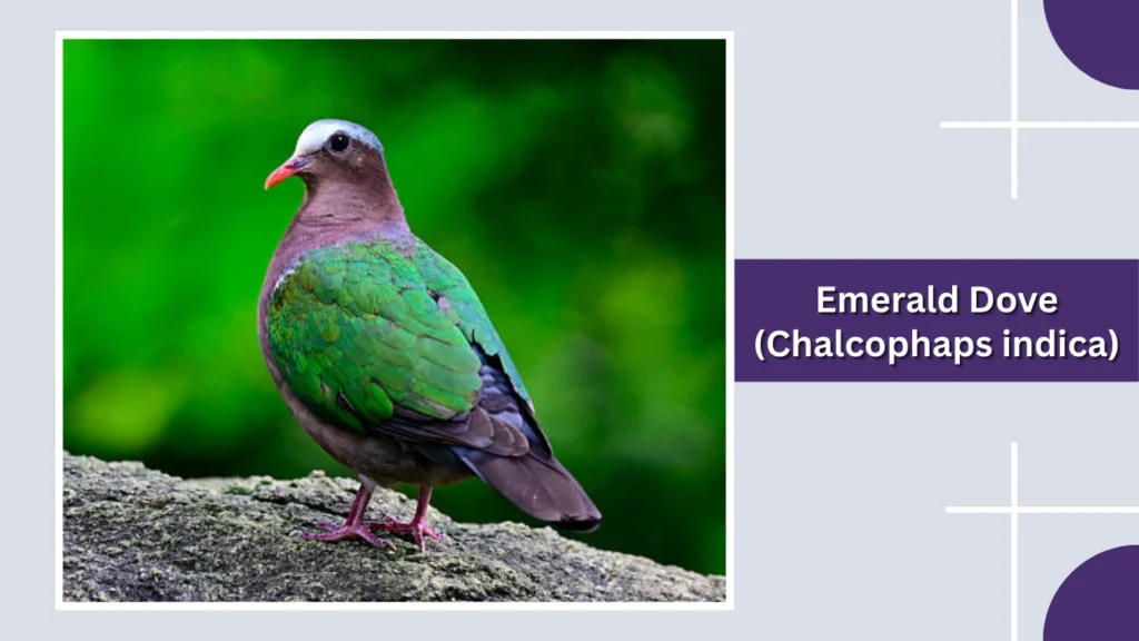 Emerald Dove (Chalcophaps indica)