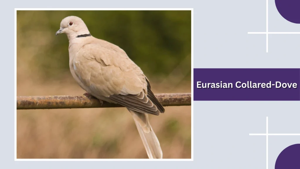 Eurasian Collared-Dove