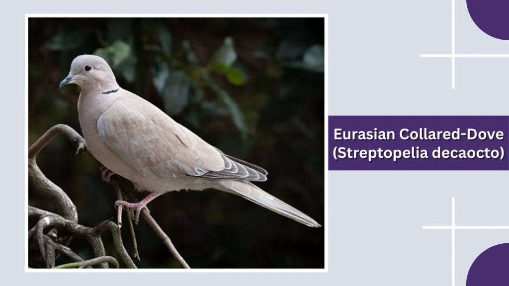 Eurasian Collared-Dove (Streptopelia decaocto)
