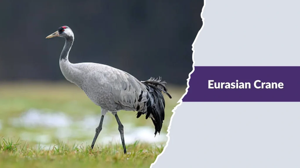 Eurasian Crane