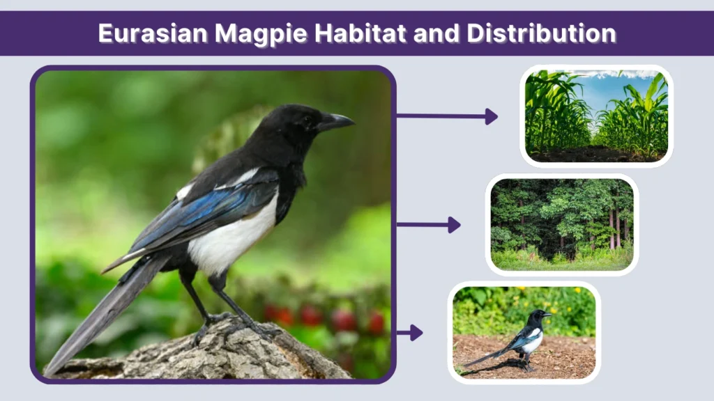 Eurasian Magpie Habitat and Distribution
