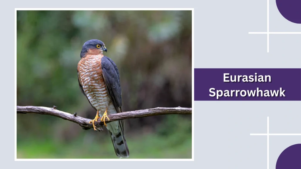 Eurasian Sparrowhawk