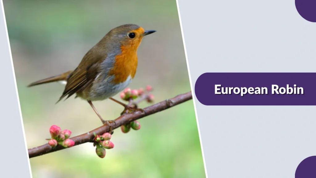 European Robin