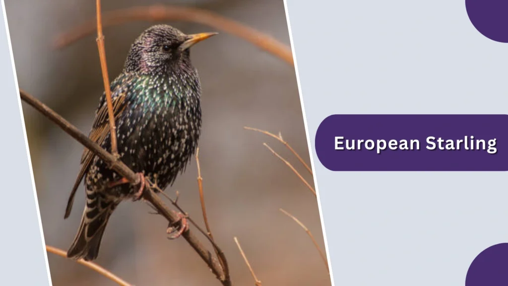 European Starling