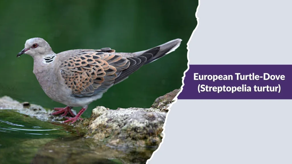 European Turtle-Dove (Streptopelia turtur)