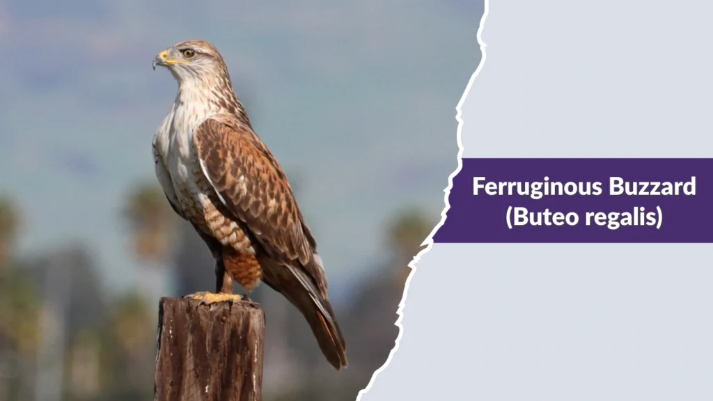 Ferruginous Buzzard (Buteo regalis)