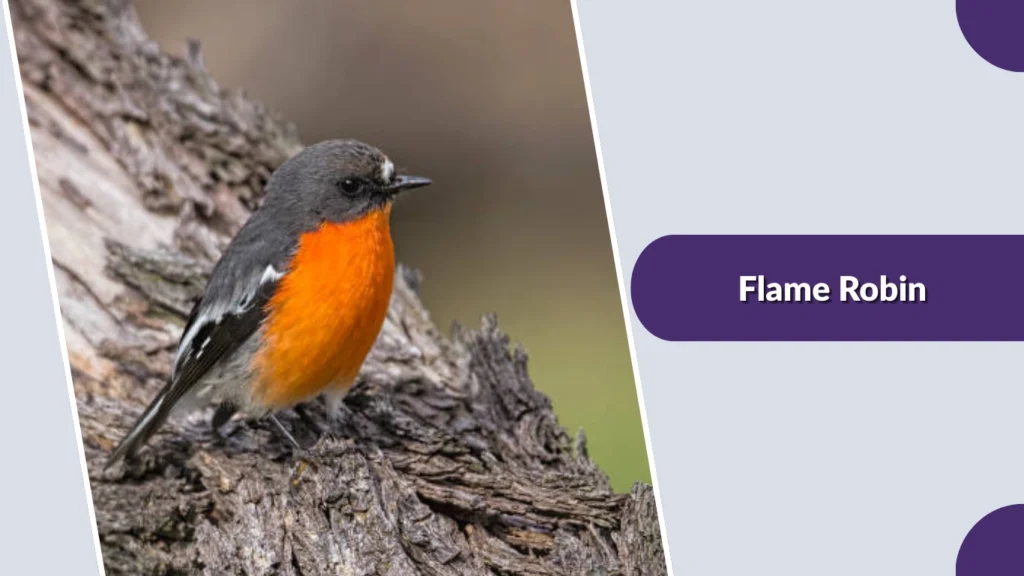 Flame Robin