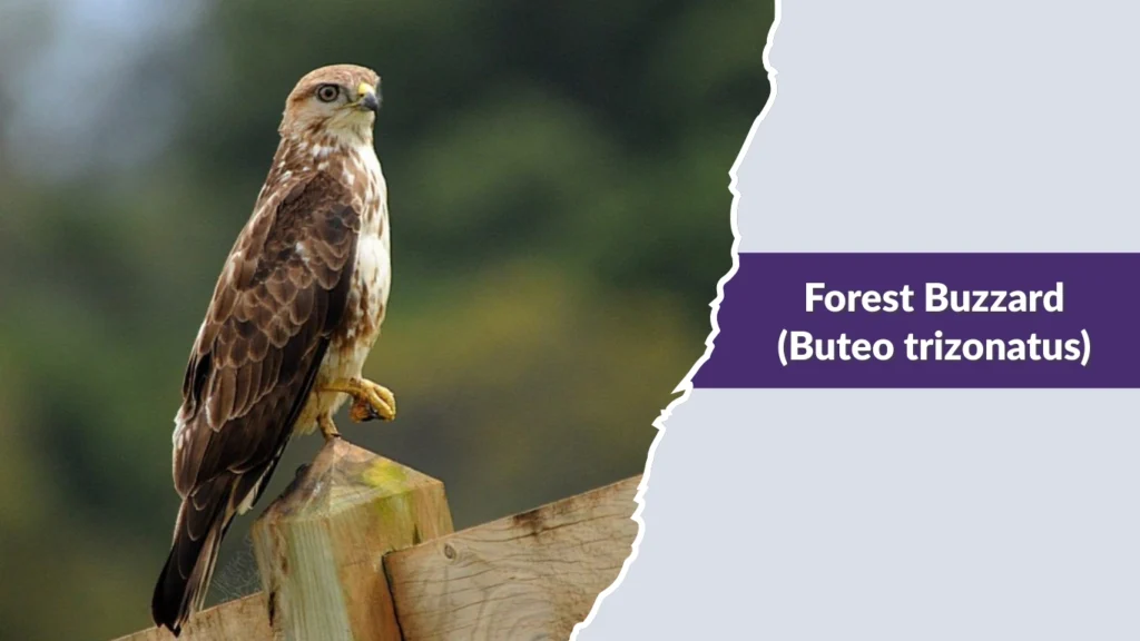 Forest Buzzard (Buteo trizonatus)