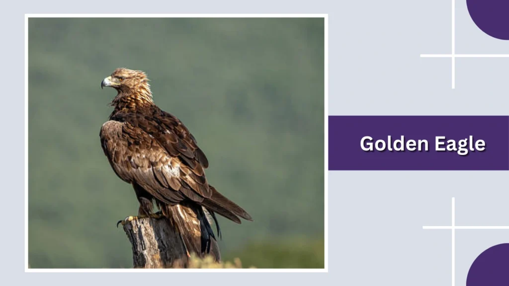 Golden Eagle