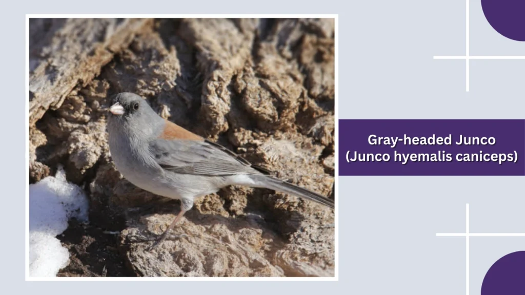 Gray-headed Junco (Junco hyemalis caniceps)
