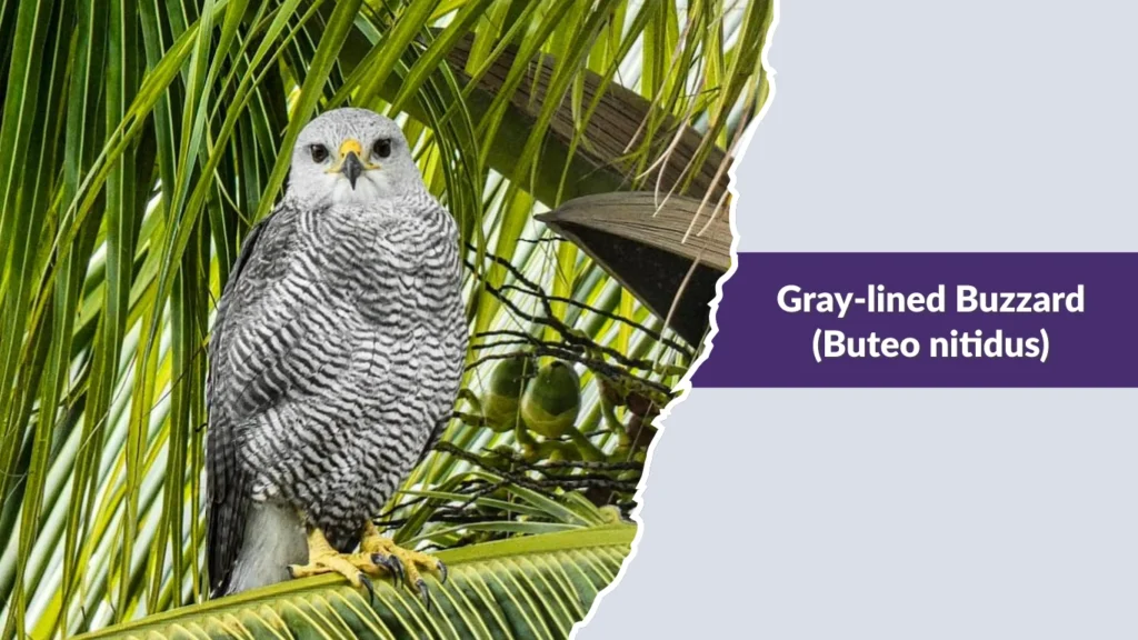 Gray-lined Buzzard (Buteo nitidus)
