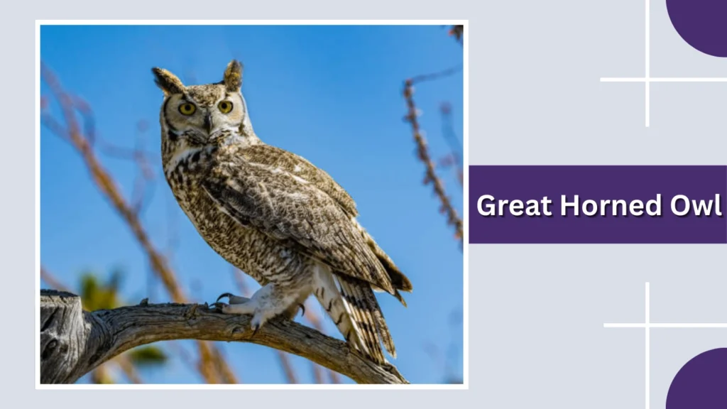 Great Horned Owl