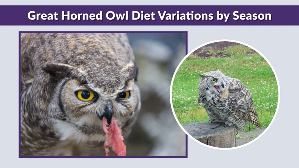 Great Horned Owl Diet Variations by Season