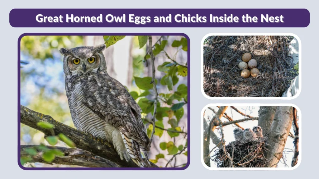 Great Horned Owl Eggs and Chicks Inside the Nest