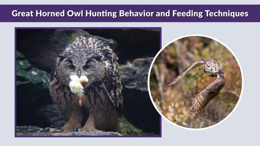 Great Horned Owl Hunting Behavior and Feeding Techniques