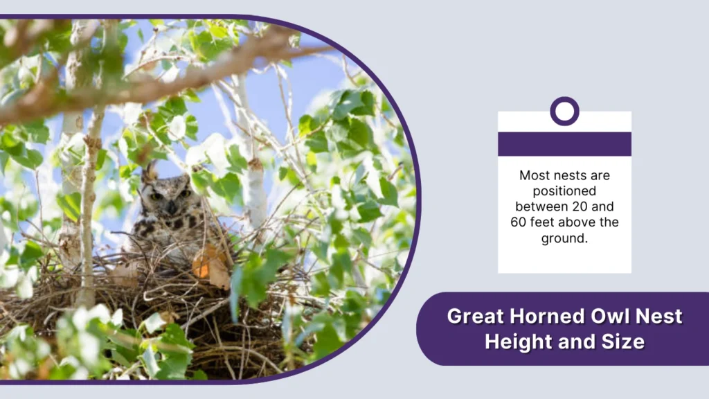 Great Horned Owl Nest Height and Size