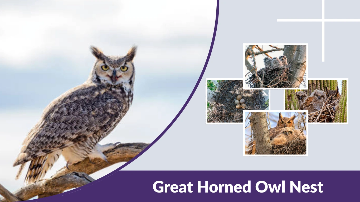 Great Horned Owl Nest: Location, Behavior, and Nesting Habits