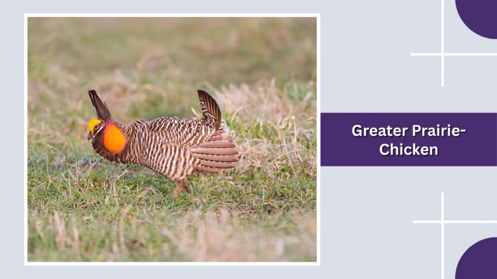 Greater Prairie-Chicken