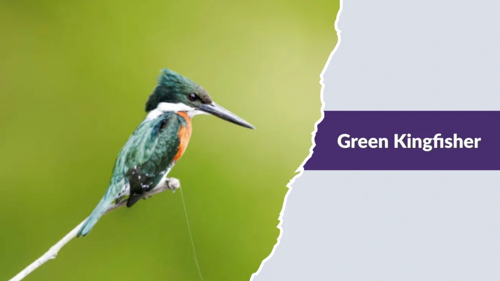 Green Kingfisher