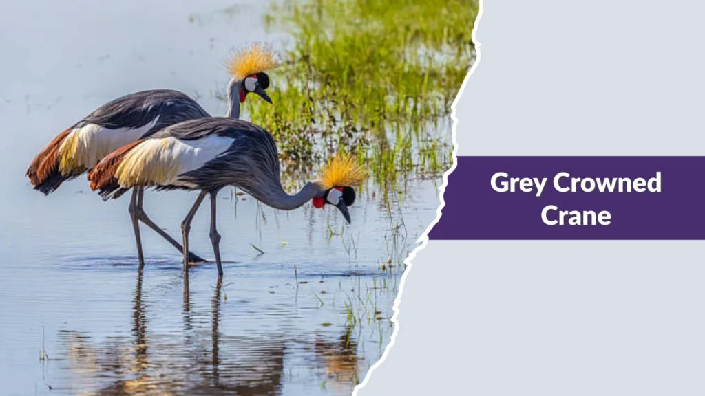 Grey Crowned Crane