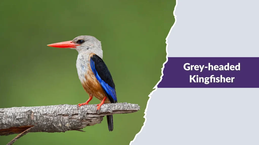 Grey-headed Kingfisher