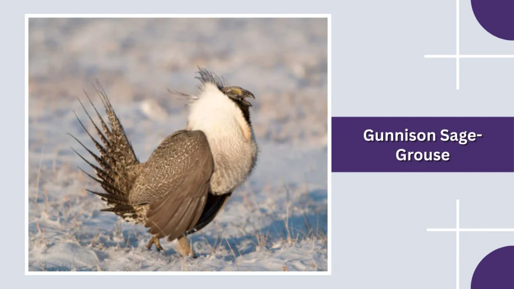 Gunnison Sage-Grouse