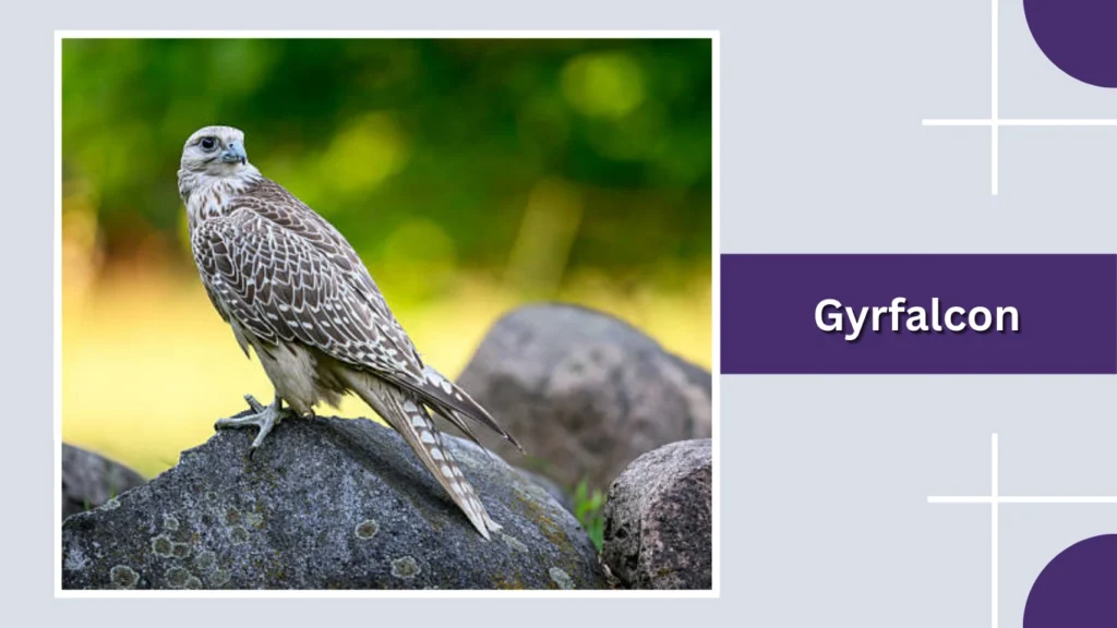 Gyrfalcon