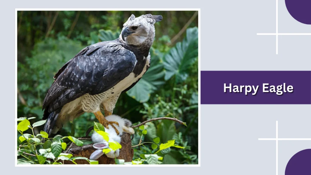 Harpy Eagle