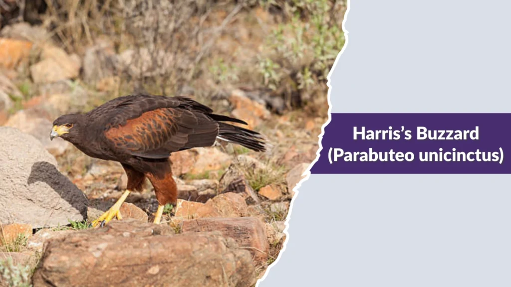 Harris’s Buzzard (Parabuteo unicinctus)
