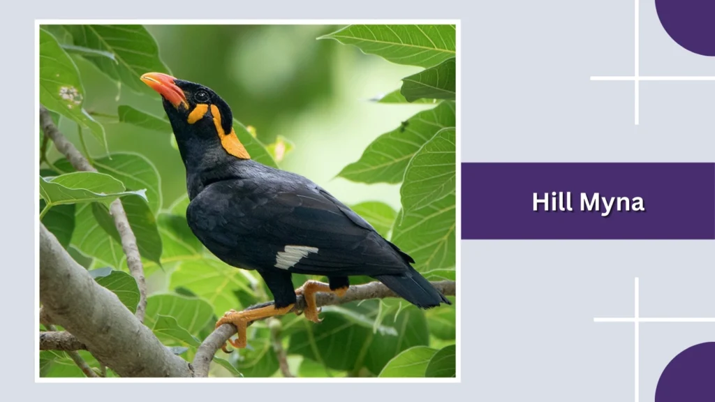 Hill Myna
