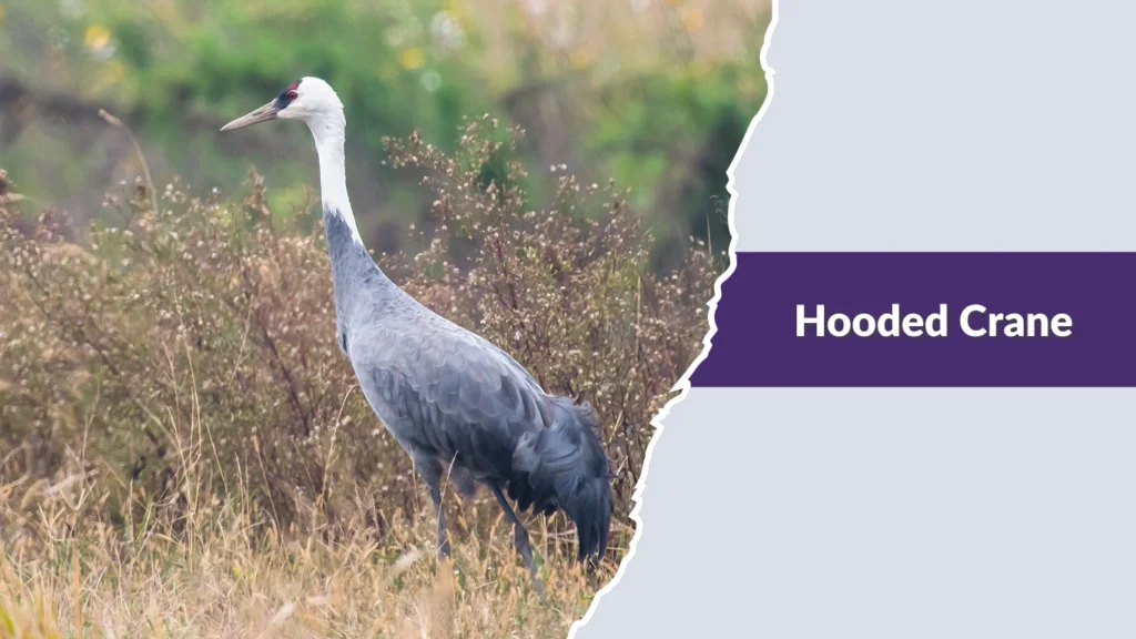 Hooded Crane