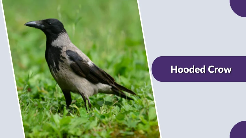 Hooded Crow