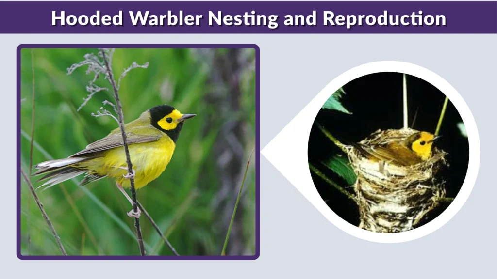 Hooded Warbler Nesting and Reproduction