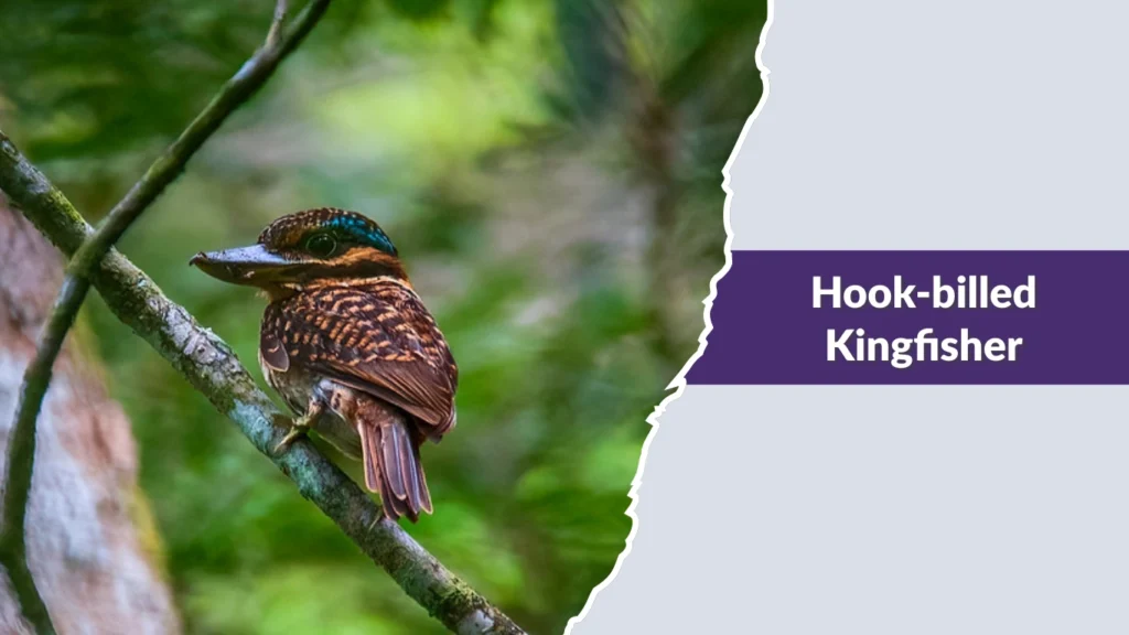 Hook-billed Kingfisher