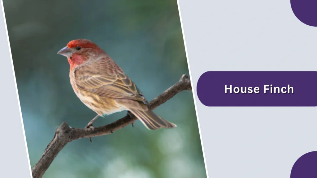 House Finch