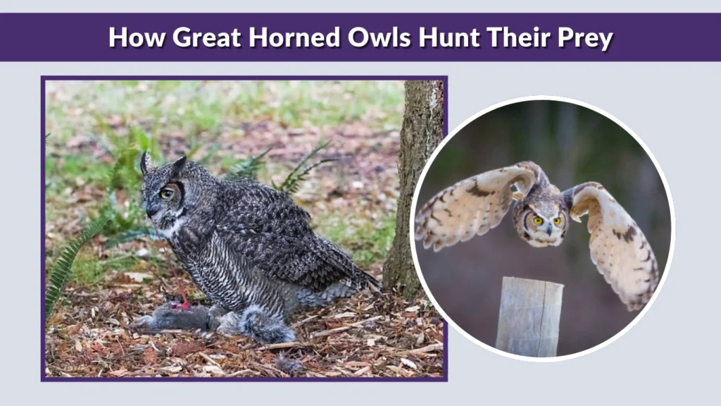 How Great Horned Owls Hunt Their Prey