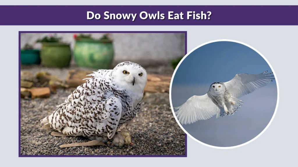 How Snowy Owls Hunt Their Prey