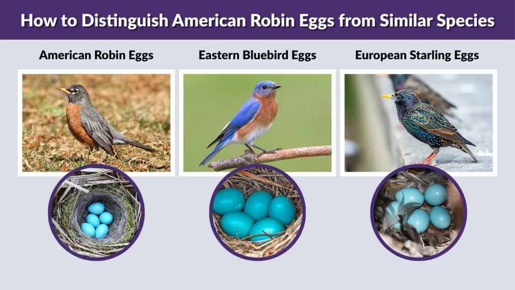 How to Distinguish American Robin Eggs from Similar Species