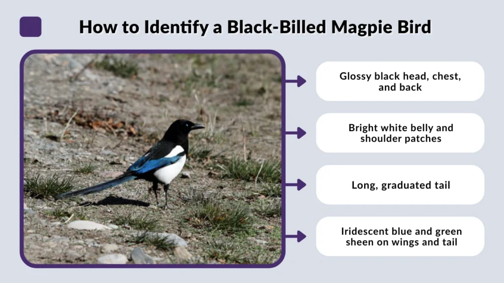 How to Identify a Black-Billed Magpie Bird